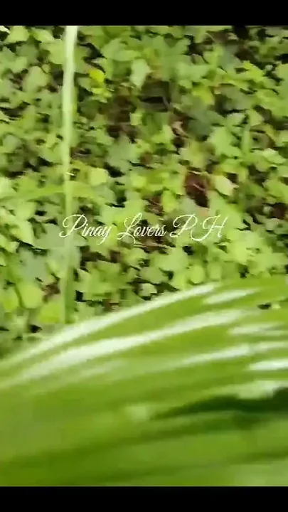 Pinay Stepsister Fucks Stepbrother's Penis in the Forest