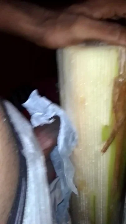 Banana tree holding dicky