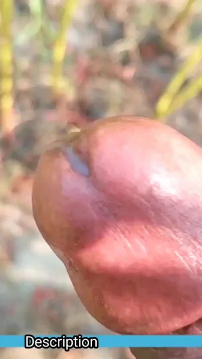 Masturbation vid6- Hard Masturbating in the jungle Clip 3