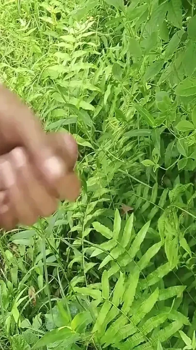 Big Cock Handjob in Beautiful Garden