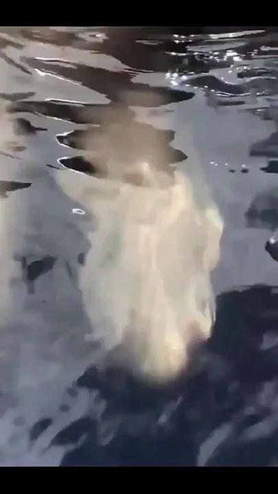 Nake Swimming and Fucking in the Pool