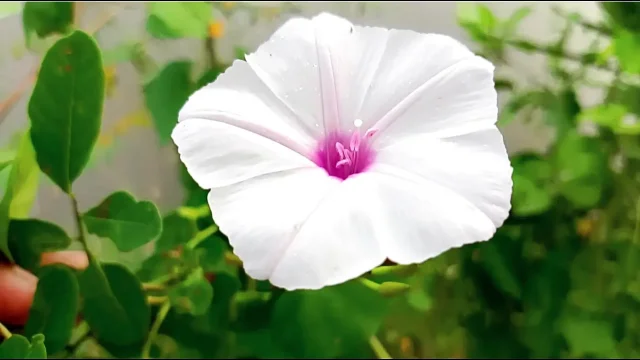 Bangla choti golpo