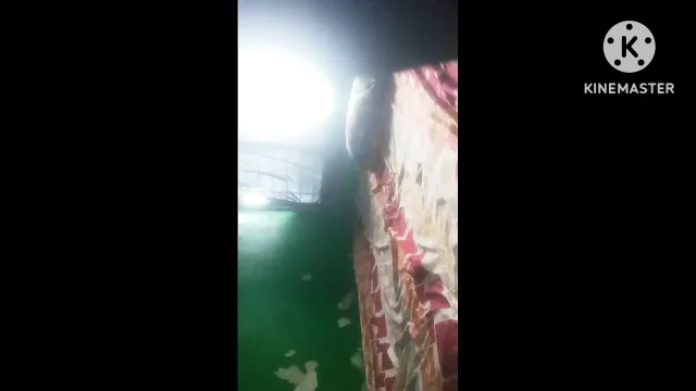Real Stepsister Big Ass Indian