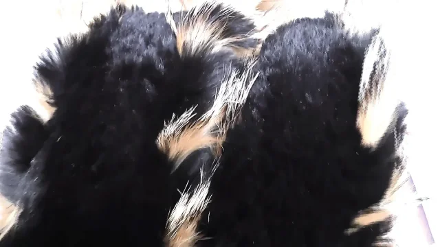 Ejaculation Training Sniffing and Cumming on a Fur Scarf Lady Victoria Valente