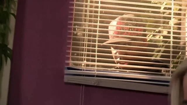 Hot Babes Ravished by Massive Black Cocks