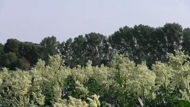 Gangster met with stranger and got her pussy pounded outdoor