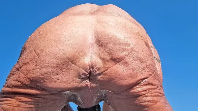 Key West stretching his hole at the beach in the morning