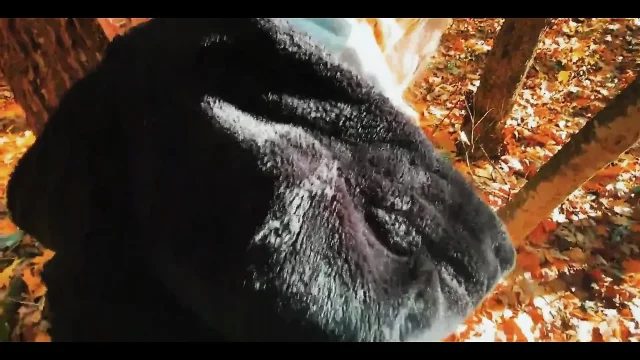 Fucked a Beauty with a Big Ass in the Forest While Walking