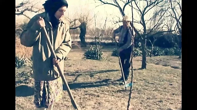 Old Man Couple with Farm Fuck and Cumshot on Hairy Pussy