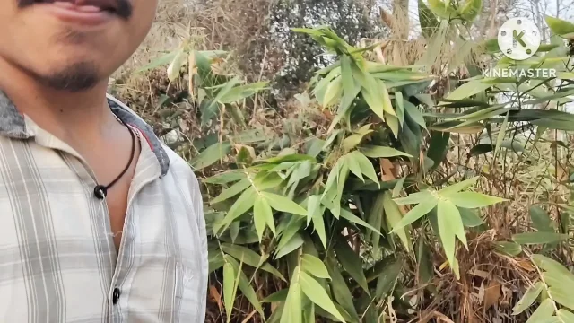 Jungle ghumne ke liye gaya hai