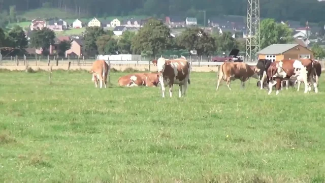 Farmer outdoor blowjob German