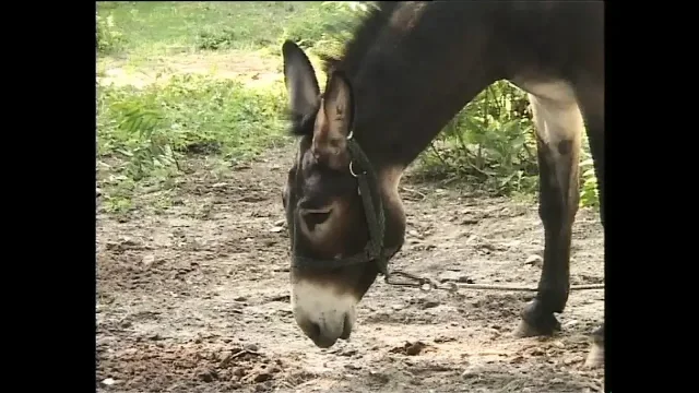 In the Countryside There Is Always That Desire to Fuck Outdoors