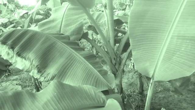 Big ass indian couple village sex