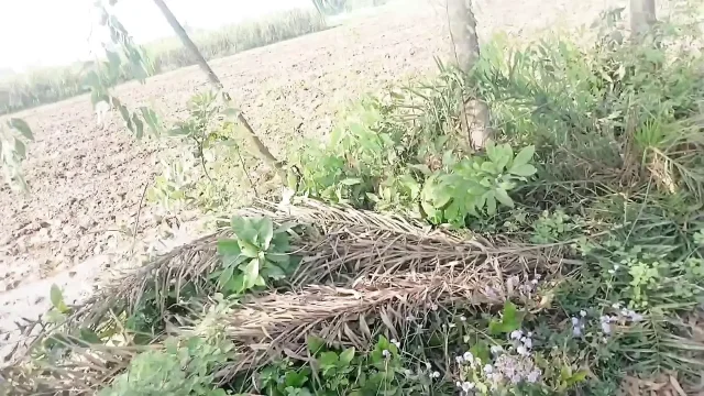 Getting my ass fucked and cock massaged in the wheat fields