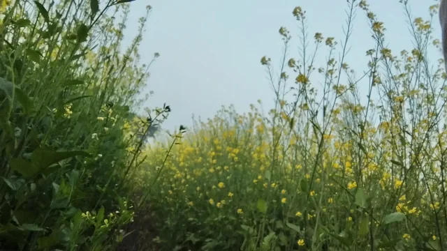 Handjob time hugay sex live