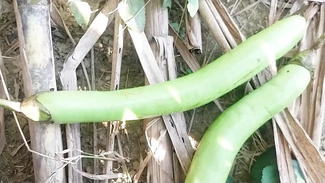 Went to the forest and took a very long Begum in the ass